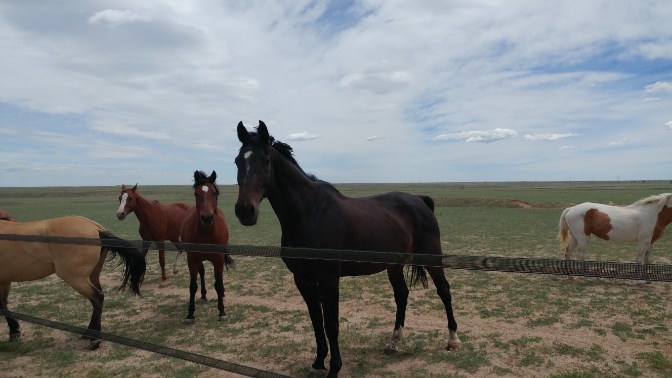 fencing-out-in-colorado-colorado-fencing-laws-folkestad-fazekas